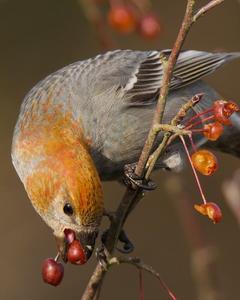 Pine Grosbeak (Pacific Northwest)