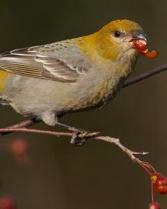 Pine Grosbeak (Pacific Northwest)