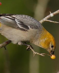 Pine Grosbeak (Pacific Northwest)