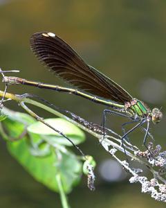 River Jewelwing