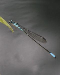 Mexican Wedgetail