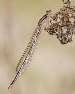 Atlantic Bluet