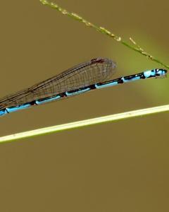Neotropical Bluet