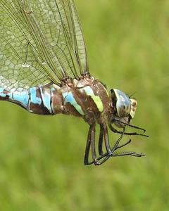 Lance-tipped Darner