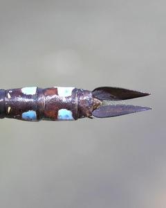 Lance-tipped Darner