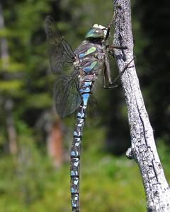 Lake Darner