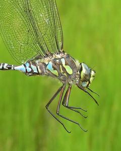 Lake Darner