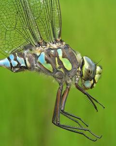 Lake Darner