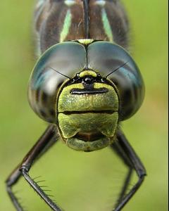 Lake Darner
