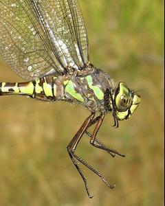 Lake Darner