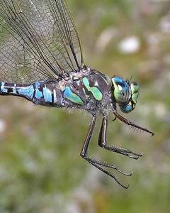 Lake Darner