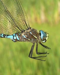 Variable Darner