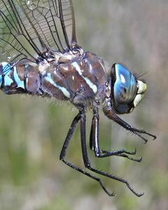Variable Darner
