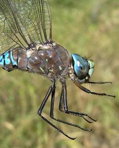 Variable Darner