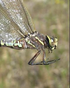 Variable Darner