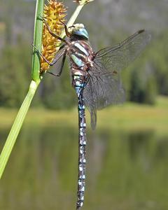 Sedge Darner
