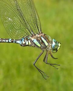 Sedge Darner