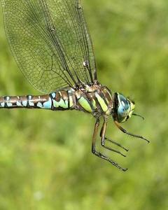 Sedge Darner