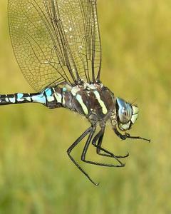 Paddle-tailed Darner
