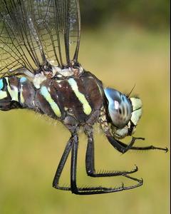 Paddle-tailed Darner