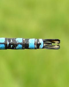 Paddle-tailed Darner