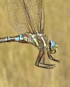 Paddle-tailed Darner