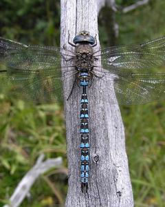 Zigzag Darner
