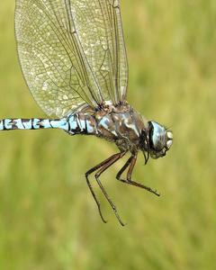Zigzag Darner