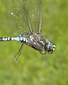 Zigzag Darner