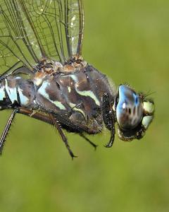 Zigzag Darner