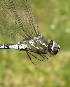 Zigzag Darner