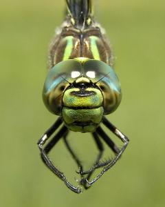 Subarctic Darner