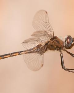 Florida Baskettail