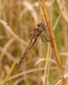 Florida Baskettail