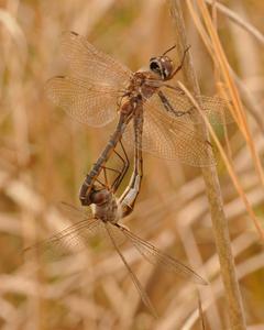 Florida Baskettail