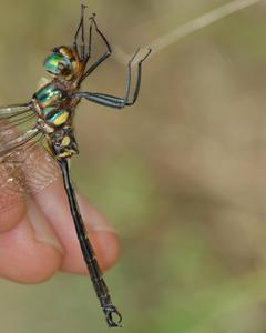 Clamp-tipped Emerald