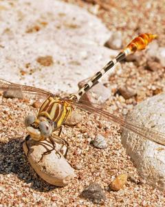 White-belted Ringtail