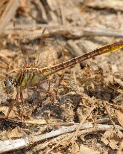 Sandhill Clubtail