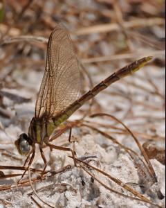 Sandhill Clubtail