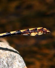 Bison Snaketail
