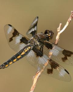 Eight-spotted Skimmer