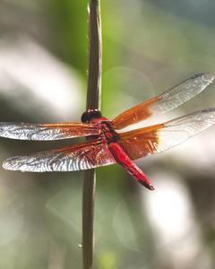 Red-mantled Skimmer
