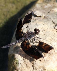 Filigree Skimmer