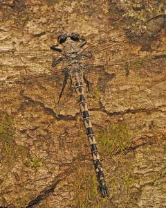 Gray Petaltail