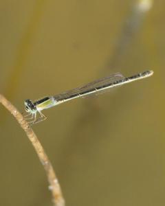 Tropical Forktail