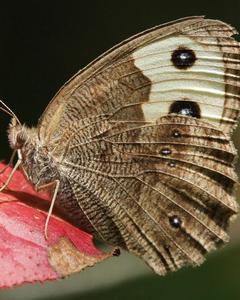 Common Wood-Nymph