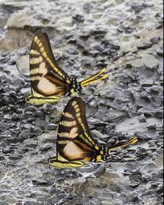 Neographium thyastes: Orange Kite-Swallowtail