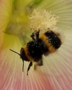 Crotch bumble bee