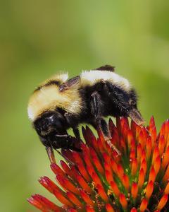 Yellow bumble bee