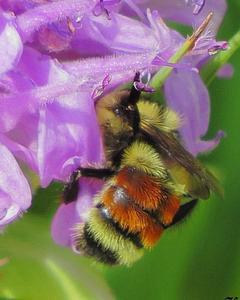 Hunt's bumble bee